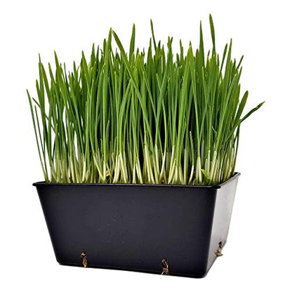 Bootstrap Farmer 5x5 Grow Trays 40 Pack in Black | Extra Strength Inserts for Microgreens & Seed Starting | Heavy Duty Food-Safe Plastic Fits Standard 1020 Flats - color: Black, size: 40 Pack