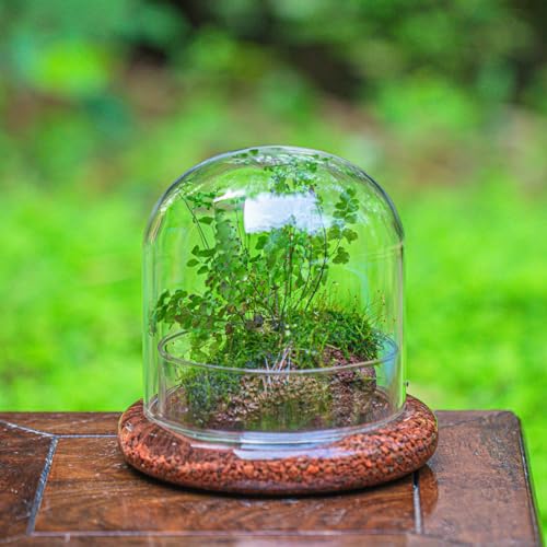 Small Glass Cloche Dome with Base for Mini Carnivorous Plants