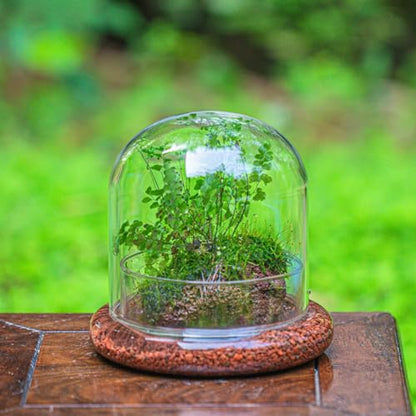 Small Glass Cloche Dome with Base for Mini Carnivorous Plants