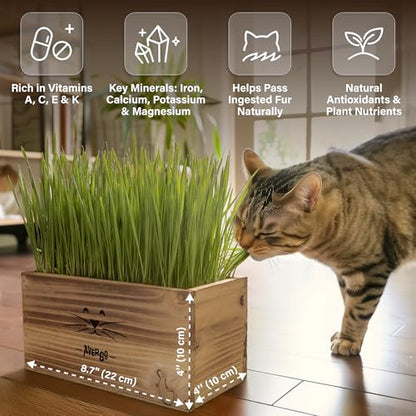 Cat Grass Kit for Indoor Cats – x4 Seed Packets