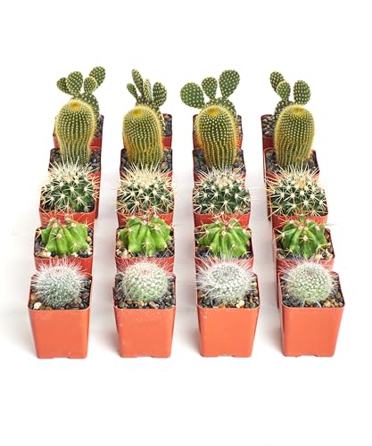Shop Succulents Premium Live Mini Cactus Plants in Bulk 2" Pots, Easy Care Indoor or Outdoor Gardening, Terrariums, Favors, & Contemporary Spaces with Hardy, Resilient Varieties, Pack of 64 - size: 64-Pack, style: Cactus