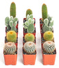 Shop Succulents | Can't Touch This Collection | Assortment of Hand Selected, Fully Rooted Live Indoor Cacti Plants, 12-Pack - size: 12-Pack, style: Cactus