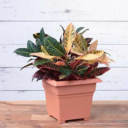 Root & Vessel, 203068 Countryside Square Tub Planter, Terra, 14-Inch - color: Terra, size: 14-Inch
