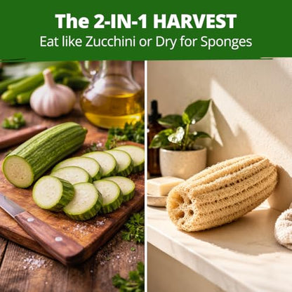 HOME GROWN Luffa Loofah Gourd Seeds, 40 Seeds, Luffa aegyptiaca