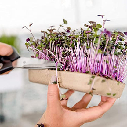 Back to the Roots DIY Microgreen Grow Kit, 6-Grow Variety Pack - color: Microgreen 6ct