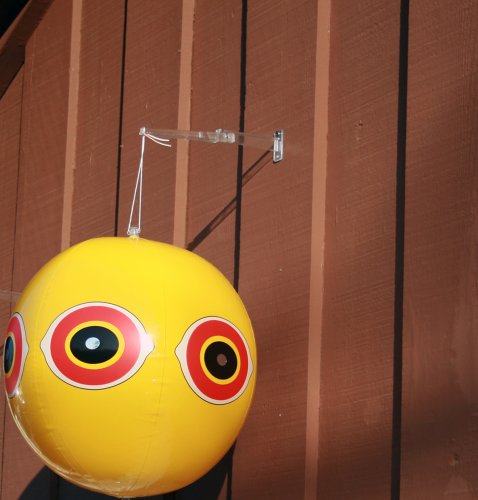 Bird B Gone Scare Eye Balloon Bird Deterrent, 1-Pack