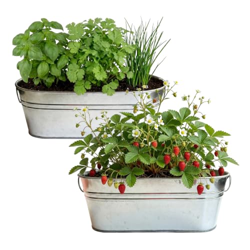 Buzzy Seeds Windowsill Grow Kit 2-Pack, Metal Planter, Strawberry & Herbs