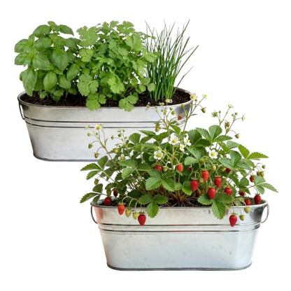 Buzzy Seeds Windowsill Grow Kit 2-Pack, Metal Planter, Strawberry & Herbs
