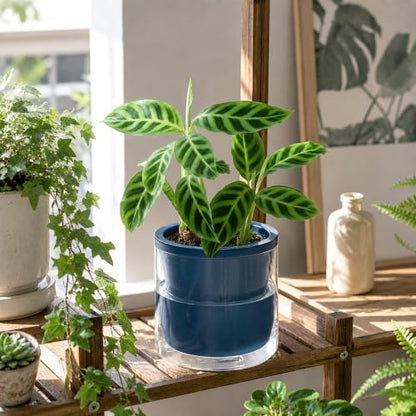 D'vine Dev Self-Watering Blue Terracotta Planter, 6 in, 2-Pack, 37-Y-B-4 - color: Blue, size: 6 Inch