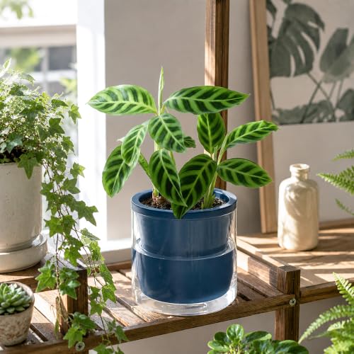 D'vine Dev Self-Watering Blue Terracotta Planter, 6 in, 2-Pack, 37-Y-B-4 - color: Blue, size: 6 Inch