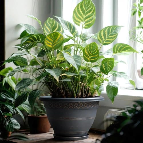Usocik 10 Inch Plant Pots, 4 Pack, Copper Plaid - color: Copper