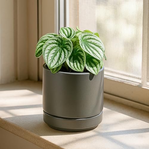 D'vine Dev 4-Pack Ceramic Pots with Saucers, Grey, 4.7 in, 94-X-B-3 - color: Gray, size: 4.7 Inch