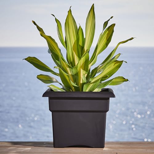 Bloem Veranda 14" Plastic Square Planter Box, Black, 2-Pack - color: Black, size: 14" (Pack of 2)