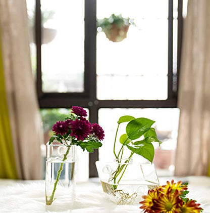 Square Glass Propagation Vase 2 Pack, Wall Hanging Hydroponic Planter - color: Square Tube