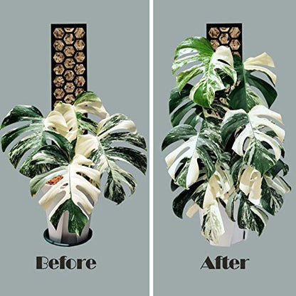 4 Pack 17 Inch Plastic Moss Pole for Plants Monstera, Plant Poles for Climbing Plants, Plant Support for Indoor Plants, Plant Support Poles Work with Sphagnum Moss