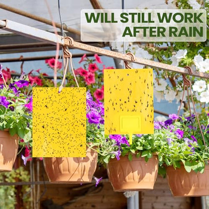 Qualirey 300 Pcs 6 x 8 in Yellow Sticky Traps for Gnats Plant Insect Trap - color: Yellow