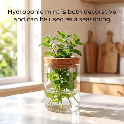 6Pcs 3 Size Glass Plant Propagation Stations, Desktop Flower Vases