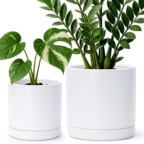 D'vine Dev 2-Pack Ceramic Pots with Saucers, 6/8 in, White, 94-G-M-1 - color: White, size: Medium