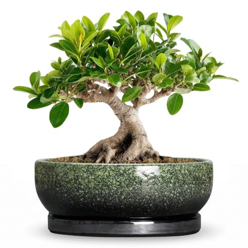 Bonsai Tree Pots, 8 Inch Ceramic Succulent Planter, Speckle Green - color: Speckle Green, size: 8 Inch