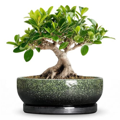 Bonsai Tree Pots, 8 Inch Ceramic Succulent Planter, Speckle Green - color: Speckle Green, size: 8 Inch