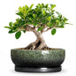 Bonsai Tree Pots, 8 Inch Ceramic Succulent Planter, Speckle Green - color: Speckle Green, size: 8 Inch