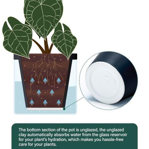 D'vine Dev Self-Watering Black Terracotta Planter, 6 in, 2-Pack, 37-Y-B-3 - color: Black, size: 6 Inch