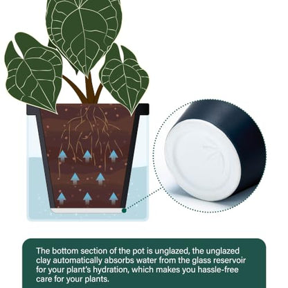 D'vine Dev Self-Watering Black Terracotta Planter, 6 in, 2-Pack, 37-Y-B-3 - color: Black, size: 6 Inch