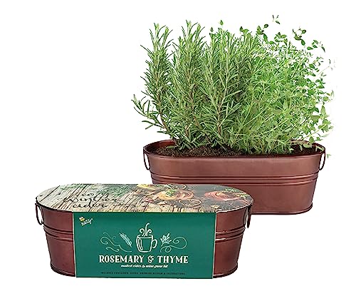 Buzzy Seeds Rosemary & Thyme Herb Grow Kit, Copper Windowsill Planter - color: Copper