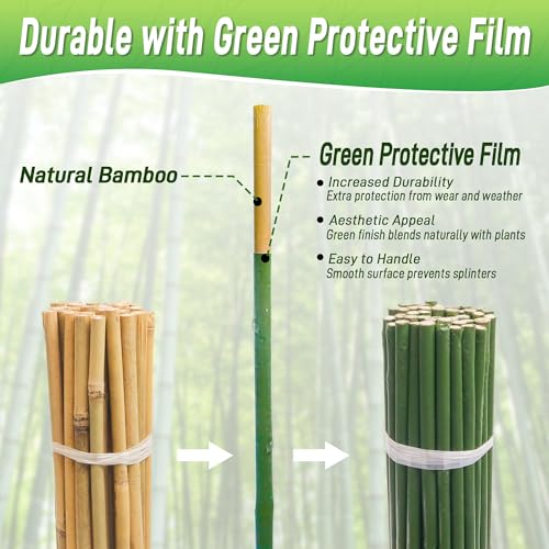 50Pcs 2ft Bamboo Sticks for Indoor Outdoor Plants, 0.29"-0.38" Natural Bamboo Poles, Durable Garden Stakes for Tomatoes, Beans, Flowers and Potted Plants - size: 2FT 50PCS