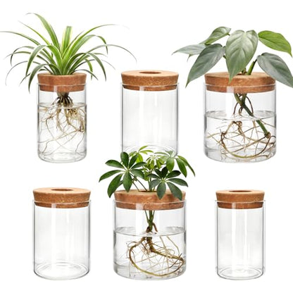 6Pcs 3 Size Glass Plant Propagation Stations, Desktop Flower Vases