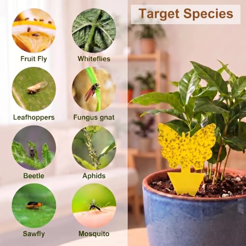 Yellow Sticky Fruit Fly Trap 54 Pack, Gnat Traps for Indoor House Plants - size: 54 Packs