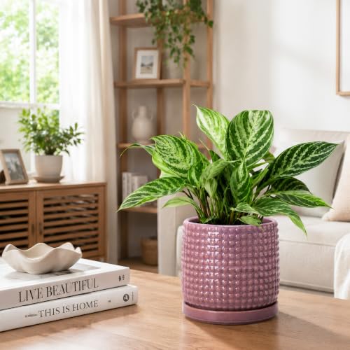 D'vine Dev Beaded Ceramic Pot with Saucer, 6 in, Blush Mauve, 27-C-X-K - color: Blush Mauve, size: 5.8 Inch