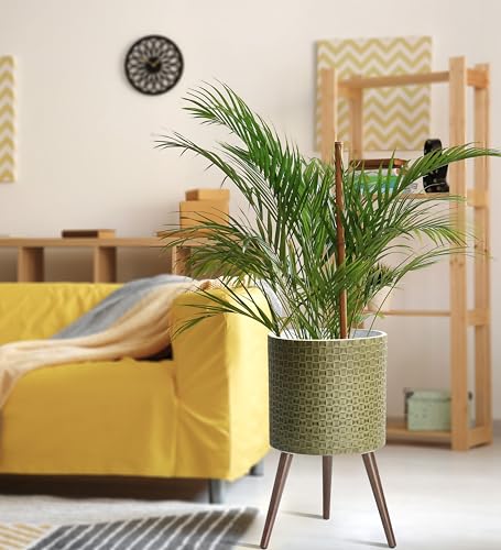 D'vine Dev Planter Pot with Wood Stand, 14 in, Distressed Olive, 88-Z-D-4 - color: Distressed Olive, size: X-Large