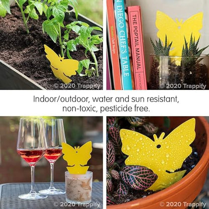 Trappify Gnat Traps for House Indoor and Outdoor | Fruit Fly Trap 12 Pack