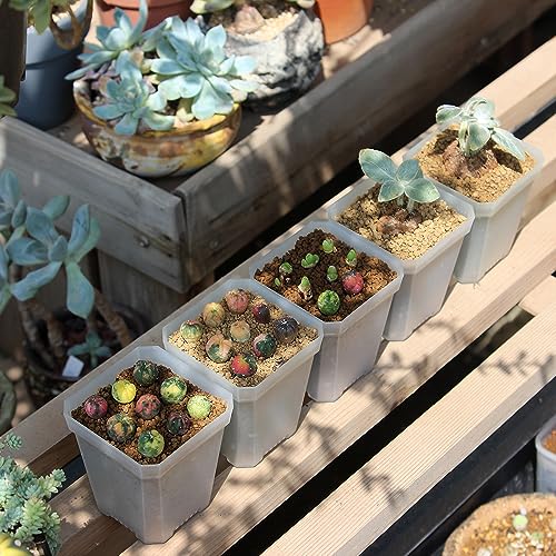 120 Pack Small 2.70 Inch Clear Plastic Square Nursery and Seedling Pot Container, Seed Starting Transplant Planter with Drain Hole for Germination