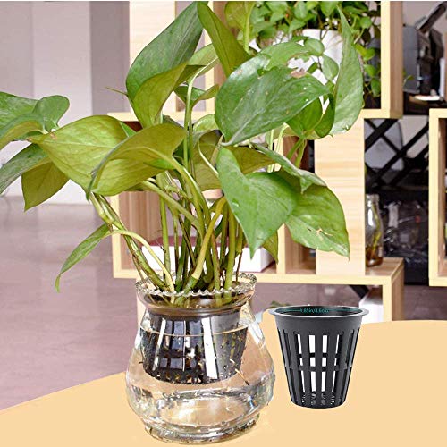 100PCS 2 Inch Garden Slotted Mesh Net Cups, Round Heavy Duty Net Cups Pots for, Hydroponics Slotted Mesh… - size: 2 inch Net Pots - 100 pack