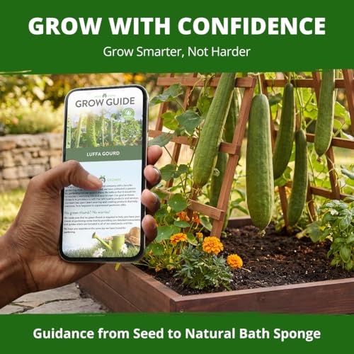 HOME GROWN Luffa Loofah Gourd Seeds, 40 Seeds, Luffa aegyptiaca