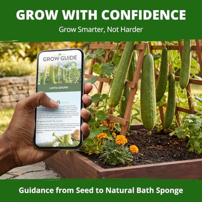 HOME GROWN Luffa Loofah Gourd Seeds, 40 Seeds, Luffa aegyptiaca
