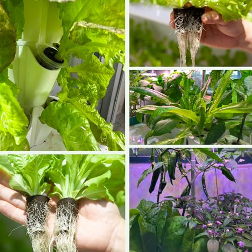 50 Pack Grow Sponges for Hydroponics - Replacement Pods
