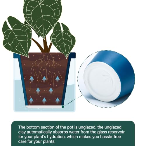 D'vine Dev Self-Watering Blue Terracotta Planter, 6 in, 2-Pack, 37-Y-B-4 - color: Blue, size: 6 Inch