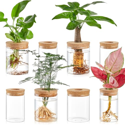 8 Pack Glass Propagation Vases, 2 Sizes Plant Propagation Station