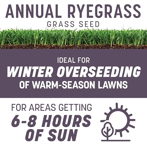 Pennington Annual Ryegrass, Grass Seeds for Lawn, 25 Lb - size: 25 lb