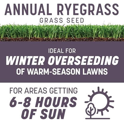 Pennington Annual Ryegrass, Grass Seeds for Lawn, 25 Lb - size: 25 lb