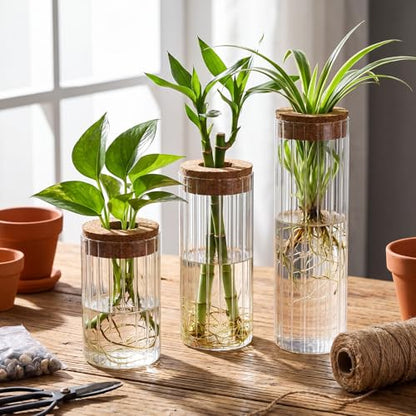 6 Sets Glass Plant Propagation Vases Cork Lid, 3 Size Desktop