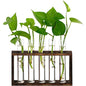 XXXFLOWER 5Test Tube Plant Propagation Station Plant Terrarium Wooden Stand - size: 5 Glass Tubes Vases