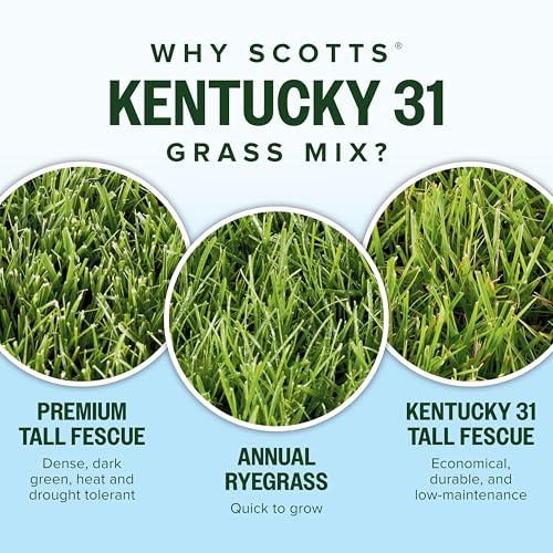 Scotts Kentucky 31 Grass Seed Mix, 20 lbs. - size: 20 lb
