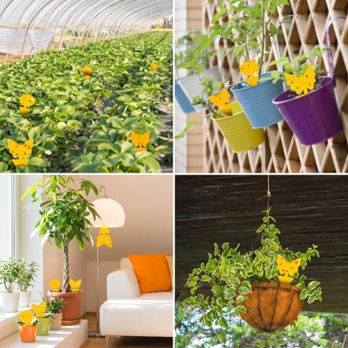 Yellow Sticky Fruit Fly Trap 54 Pack, Gnat Traps for Indoor House Plants - size: 54 Packs