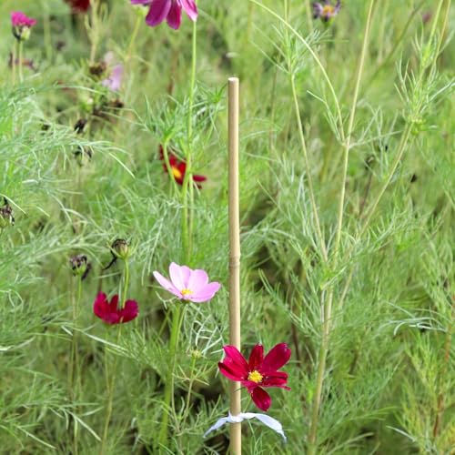 Natural Bamboo Plant stake2FT 50Pcs - size: 2ft-50pcs