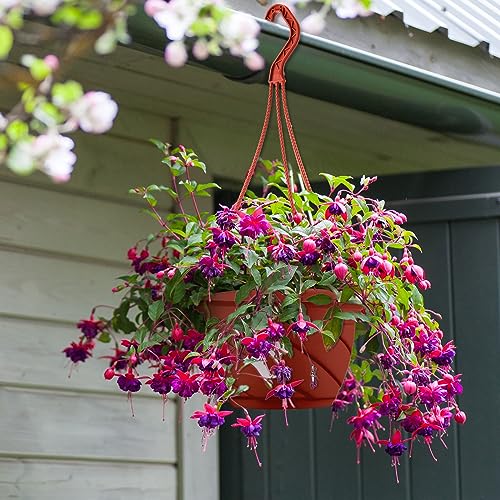 Tioncy 50 Pcs Plastic Hanging Baskets Planter Hanging Pot, Coffee, 6.7inch - color: Coffee, size: 6.7inch
