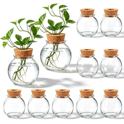 12 Pack Glass Plant Propagation Stations, Spherical - style: Spherical
